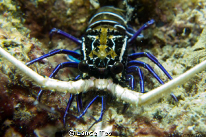 MAcro Lens
Full zoom
Macro Mode by Lance Teo 